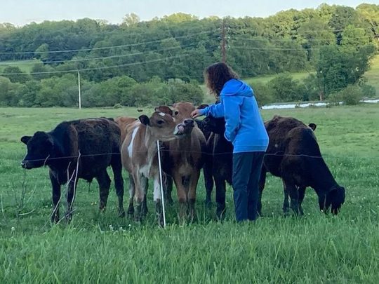 Donna Sue Rosenthal standing among a herd of cattle in a field